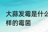 大蒜发霉是什么霉菌 大蒜发霉是什么样的霉菌