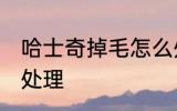 哈士奇掉毛怎么处理 哈士奇掉毛如何处理