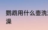 鹦鹉用什么壶洗澡最好 怎么给鹦鹉洗澡